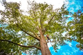  Manchester, IA Tree Services Pros