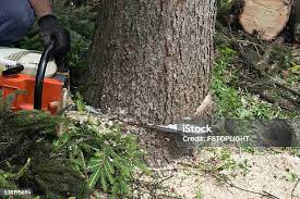 Best Storm Damage Tree Cleanup  in Manchester, IA
